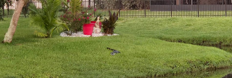 Gator Alert